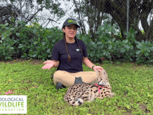 Meet the Serval - Africa’s Spotted Hunter