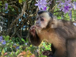 Meet the Capuchin - Brazil's Clever Monkey