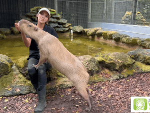 Meet the Capybara - Natures Gentle Giant