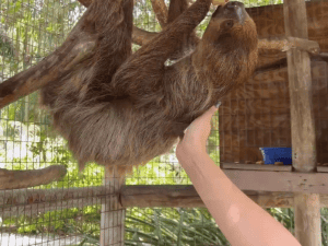 Meet the Sloth - Masters of Slow Living